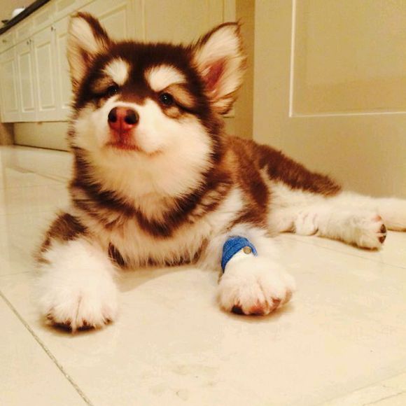 世界上唯一一只最乖的哈士奇,世界上最好的哈士奇是哪种