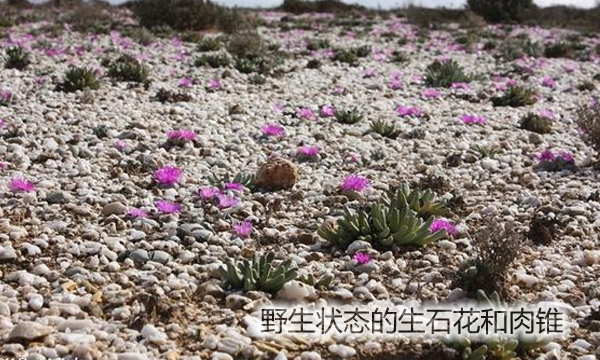 云南多肉植物生石花,南非多肉盆栽生石花