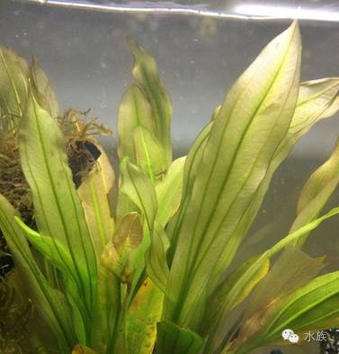 水族简单介绍,水草溶叶是什么症状