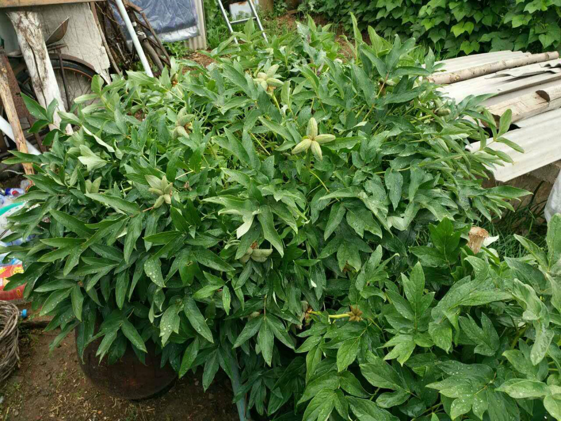 葫芦岛市油用牡丹“王”迎来第一波媒体探秘