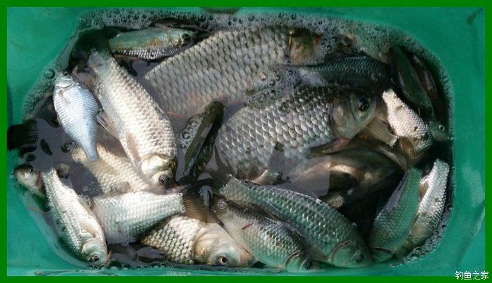 大鲫鱼大鱼,大鲫鱼大鲤鱼