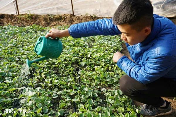 天下第一菜的西瓜视频,天下第一瓜只有在磴口能吃上