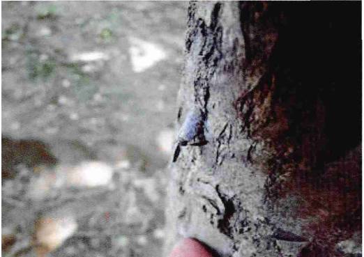 草履蚧怎么治疗最有效,核桃树草履蚧壳虫怎么治