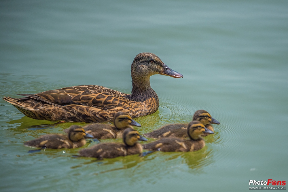 尼康180-400定焦镜头评测,尼康超长焦100-400和180-600