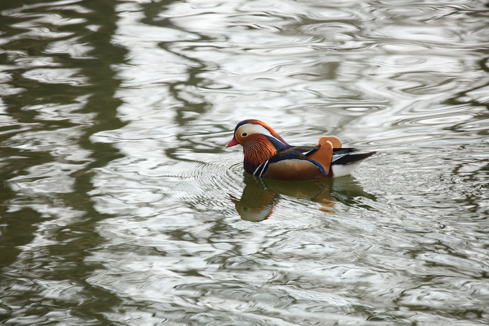 腾龙18-400mmf2.8参数,腾龙50-400mmf4.5-6.3上市时间