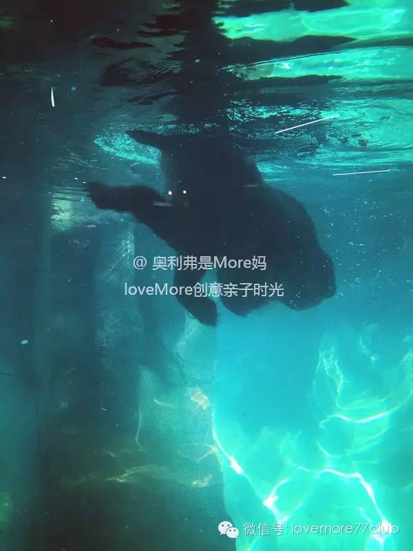 一日游广州长隆野生动物园攻略,广州长隆野生动物园自由行攻略