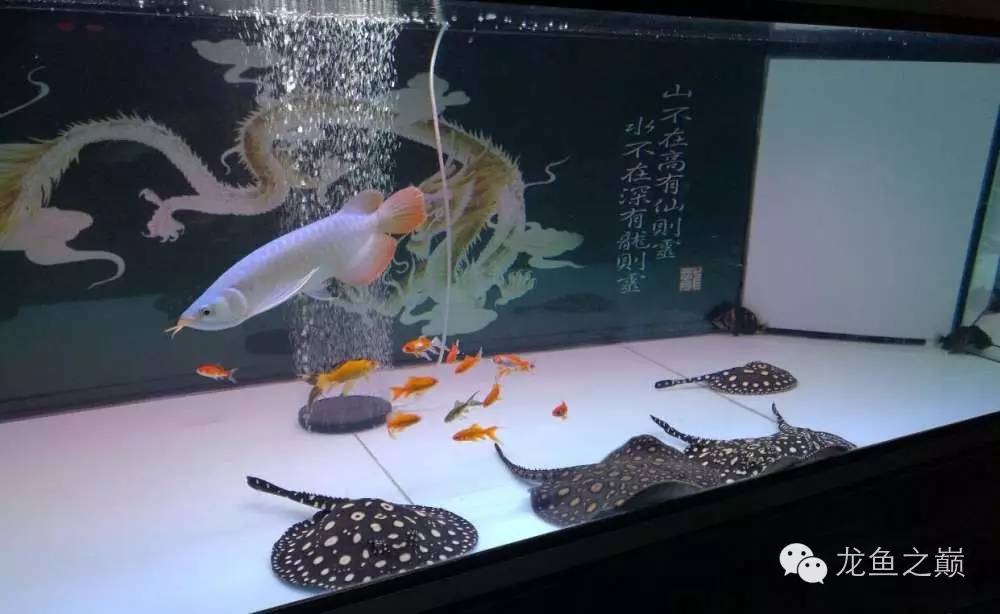 慢慢爱上养鱼,年纪到了爱上养鱼