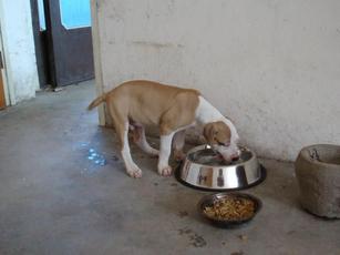 比特开口不咬怎么办,比特不肯锻炼怎么办