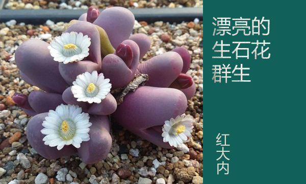云南多肉植物生石花,南非多肉盆栽生石花