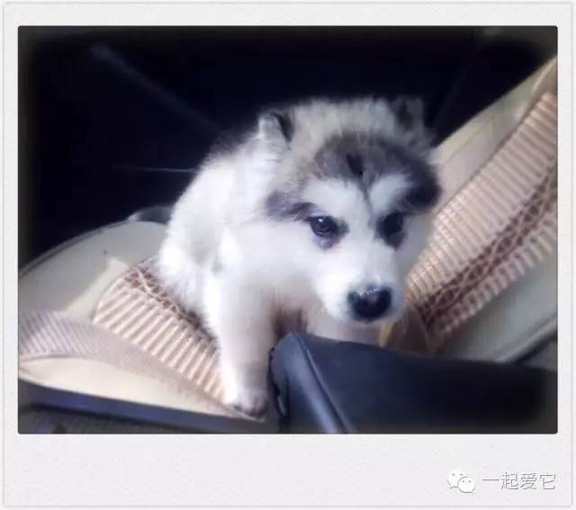 狗拉拉阿拉斯加,拉拉和阿拉斯加