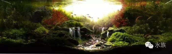 水族简单介绍,水草溶叶是什么症状