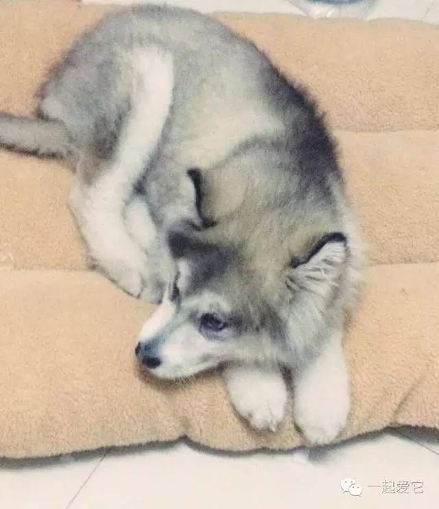 狗拉拉阿拉斯加,拉拉和阿拉斯加