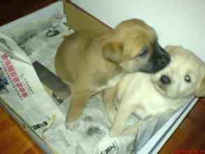 养犬者杀人案,养犬杀人案