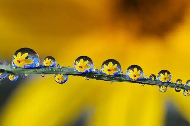 这些镜头里的花，让我瞬间变“花痴”