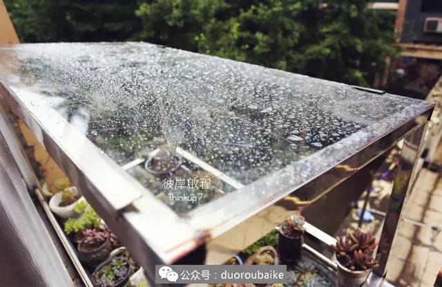 肉肉养在露台夏季要遮阳吗,露养夏天也不遮阳吗