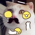 很火的动态小猫表情包,喵喵喵表情包动态