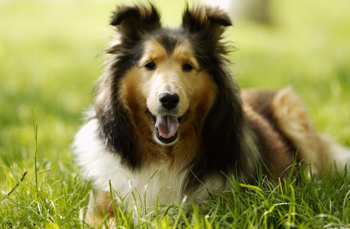 我们如何正确的给狗狗清理肛门腺?