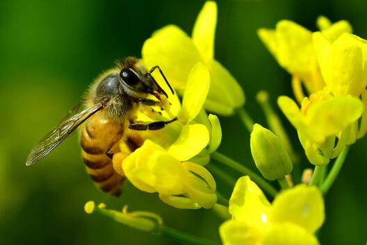 生态蜂蜜电商怎么做,创业卖蜂蜜