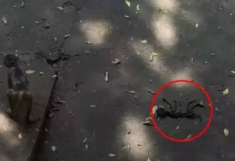 马鞍山雨山湖野生动物园,马鞍山雨山湖动物园白虎