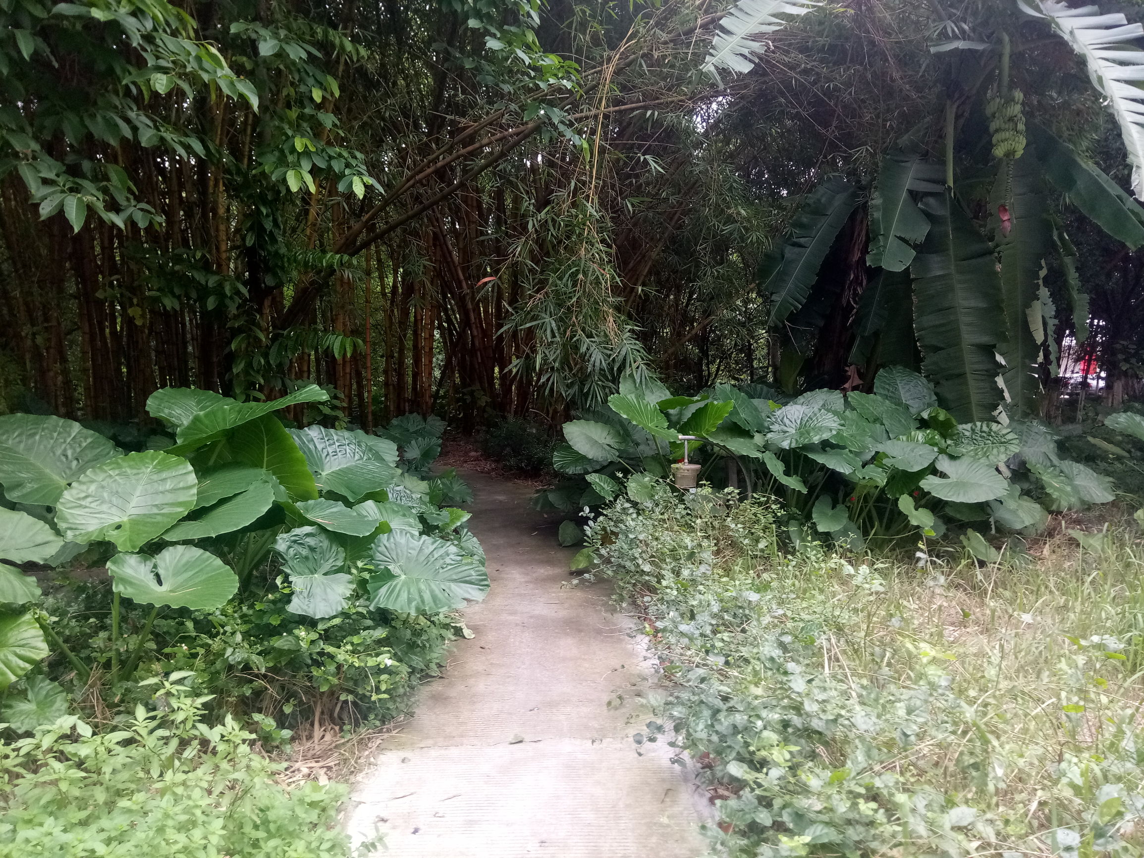 金立s6prom6m6plus,金属光感超强的手机