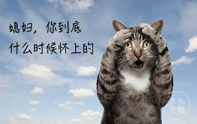 puma和adidas哪个比较受欢迎,阿迪达斯和puma是不是一个牌子