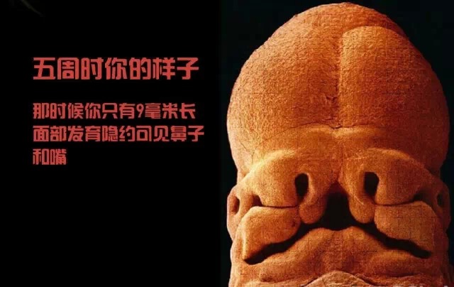 造人计划之前需要做的事,造人计划必须做的事