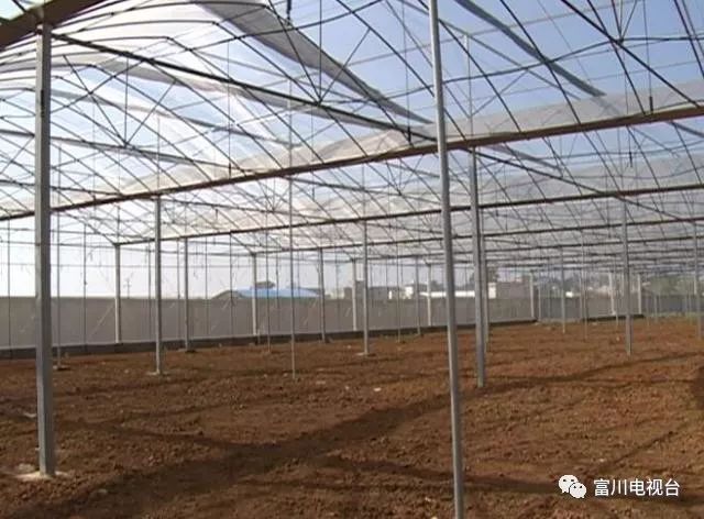 富川自家果园种植脐橙,最新富川脐橙果园