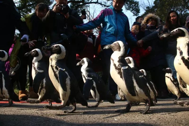 阿拉看宁波,阿拉看荷花
