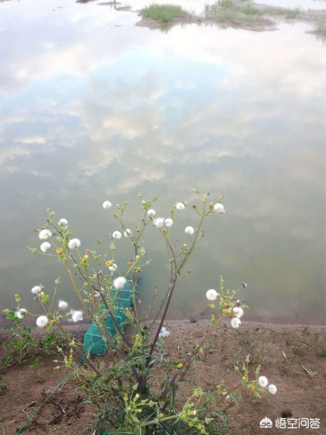 农村养龙虾真的会赚钱吗,养殖小龙虾赚钱吗