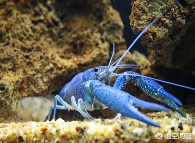 没有接触过养殖业,没有接触过养殖的人可以做什么