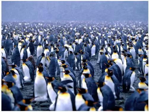 为什么比利时排名那么高,比利时为什么常年世界第一