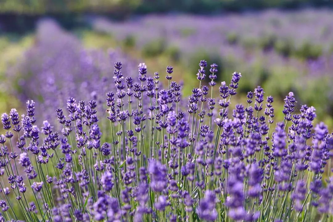 2019上海崇明薰衣草节,崇明薰衣草节旅游攻略