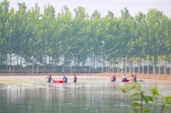 吃货200吨小龙虾,关庙镇小龙虾