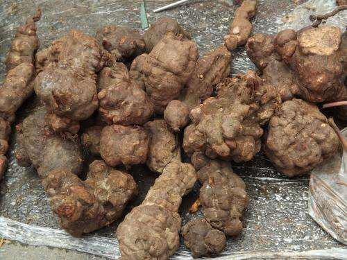 鸿茅药酒里面有什么成分,鸿茅药酒里面都含啥成分