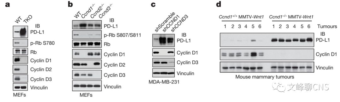 细胞周期与肿瘤治疗,肿瘤细胞的免疫逃逸与免疫治疗