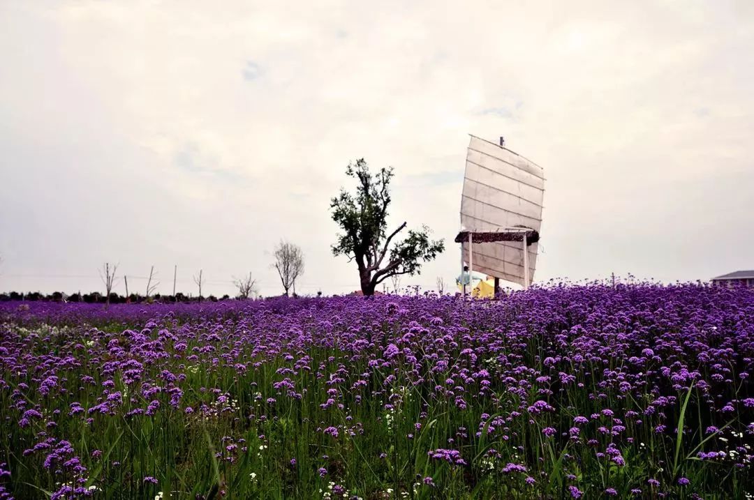 2019上海崇明薰衣草节,崇明薰衣草节旅游攻略
