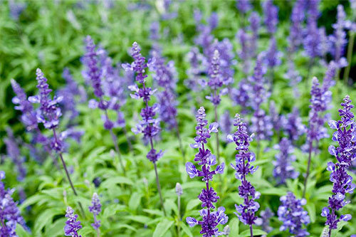 广州南沙新万顷沙百万葵园,看100年的历史去广州