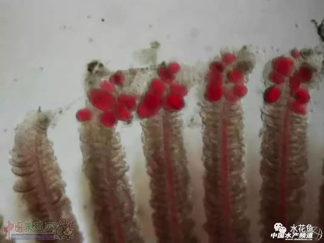 怎样判断鱼是否喂食过量,浅谈鱼摄食异常现象与疾病诊断