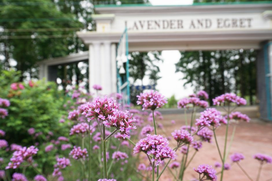 2020崇明花卉博览会,崇明花博会郁金香