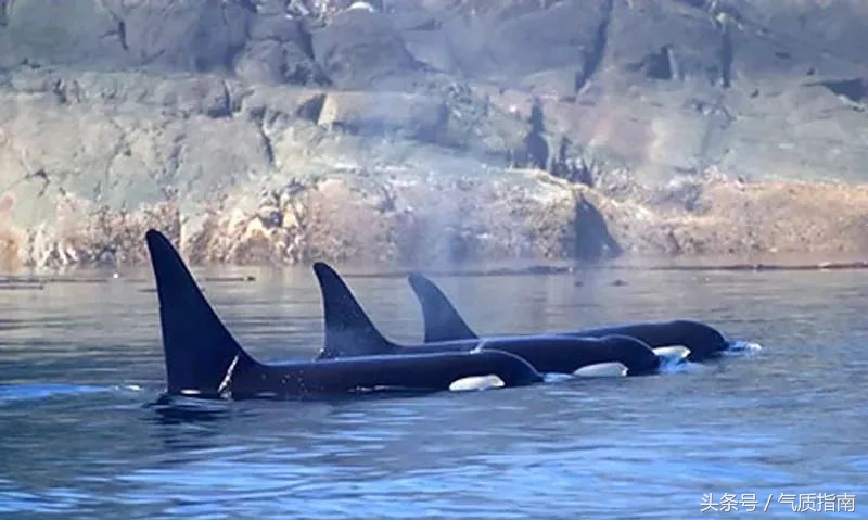 代购骗局朋友圈,朋友圈代购真实案例