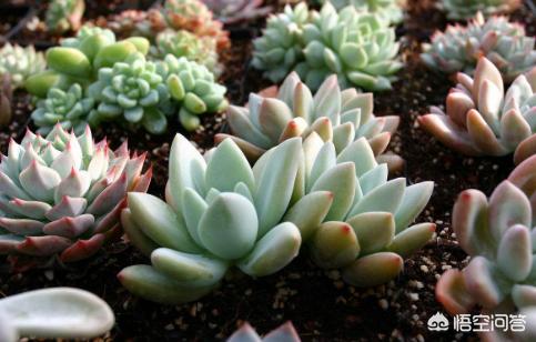 刚移栽的多肉长气根,多肉养了半年只长个子不长根