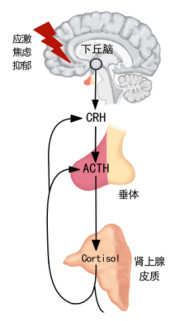 高考后心理压力专家来支招,高考脑科学