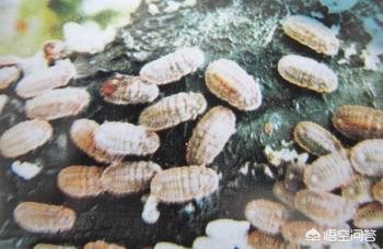 柿子树上长满了小白点一招解决,柿子树上的白点虫子怎么治