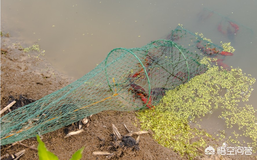 如何能做到最大限度的捕捞小龙虾,养殖小龙虾春天龙虾怎么捕捞