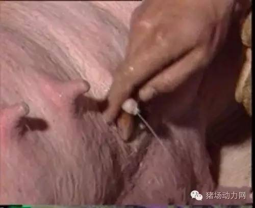 如何给母猪接生过程,母猪接产注意哪些