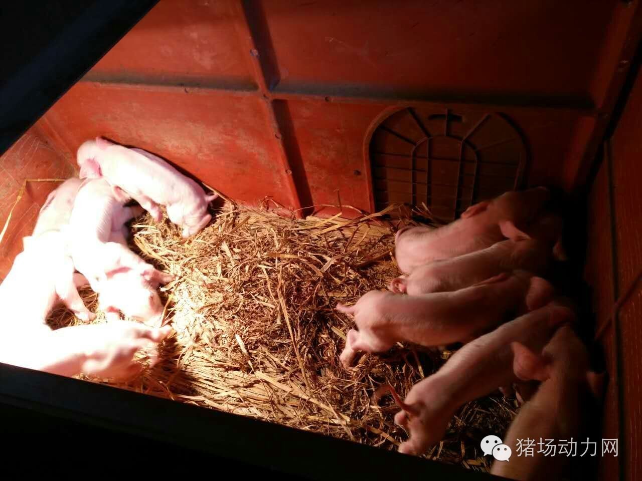 如何给母猪接生过程,母猪接产注意哪些