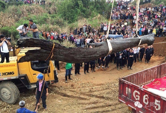 古井里挖出阴沉木,挖沙挖出阴沉木
