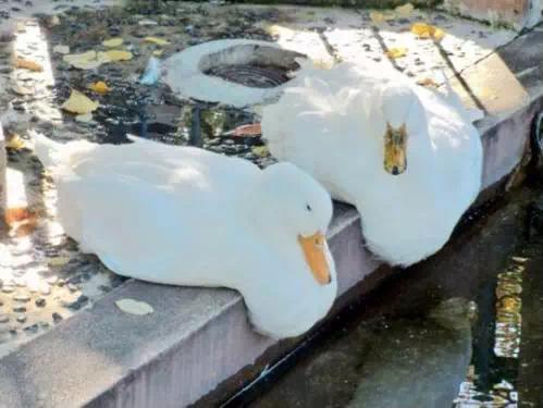 洛阳必吃美食排行榜西工区,洛阳十大必吃美食