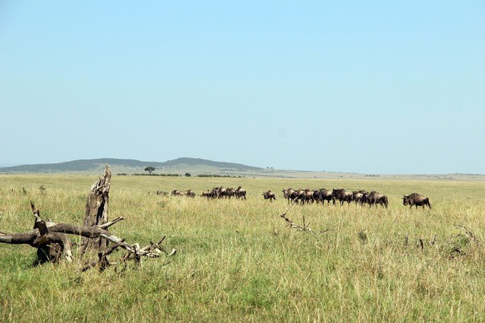 12天肯尼亚动物大迁徙自驾之旅,肯尼亚动物旅行