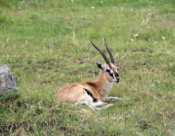 12天肯尼亚动物大迁徙自驾之旅,肯尼亚动物旅行